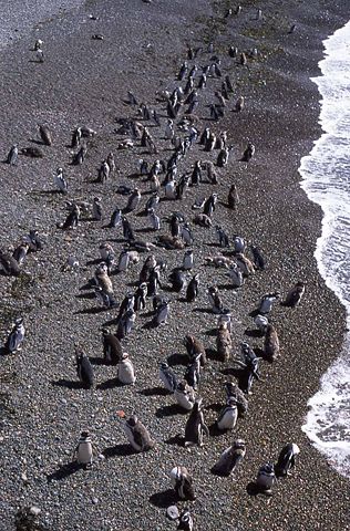 Image:Magellanic Penguin (Spheniscus magellanicus) -Patagonia -coast2.jpg