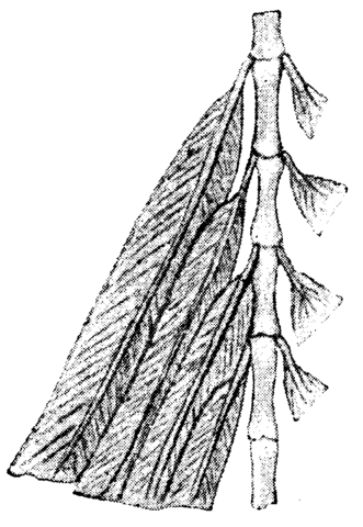 Image:Archæopteryx, fig 2, Nordisk familjebok.png