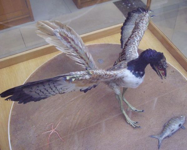 Image:Archaeopteryx 2.JPG