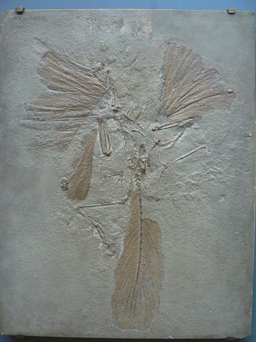 Image:Archaeopteryx lithographica paris.JPG
