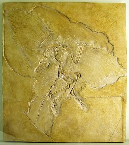 Image:Naturkundemuseum Berlin - Archaeopteryx - Eichstätt.jpg