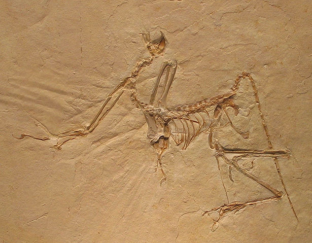Image:Archaeopteryx bavarica Detail.jpg
