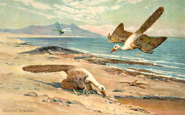 Image:Archeopteryx color.jpg