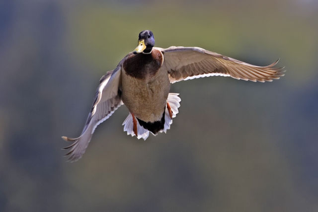 Image:Male mallard flight - natures pics.jpg