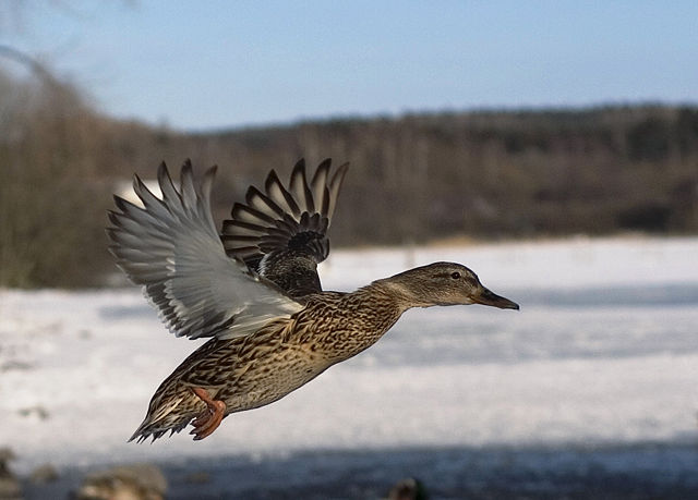 Image:Flying mallard duck - female.jpg