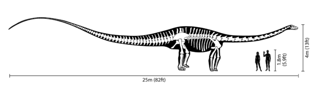 Image:Diplodocus size comparison.png