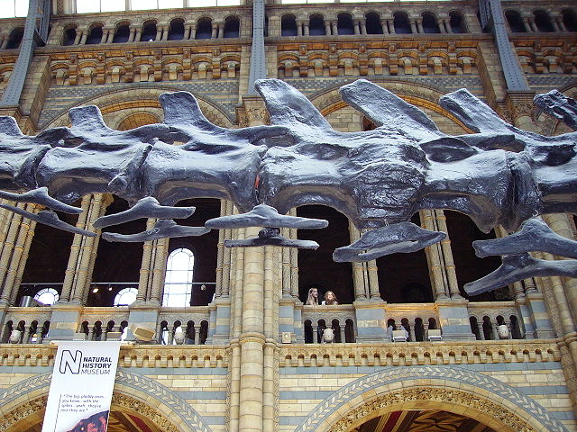 Image:Diplodocus caudal vertebrae NHM.JPG