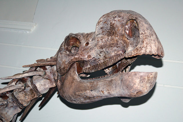 Image:Muttaburrasaurus skull aus.jpg
