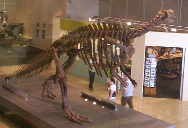 Image:Muttaburrasaurus-skeleton-at-Queensland-Museum.jpg
