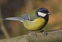 Male Birdsong (help·info)