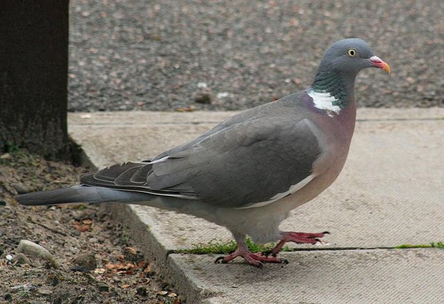 Image:Wood Pigeon.jpg