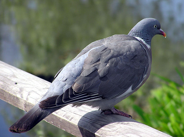 Image:Wood.pigeon.slimbridge.arp.jpg