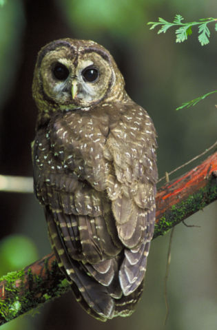 Image:Northern Spotted Owl.USFWS-thumb.jpg