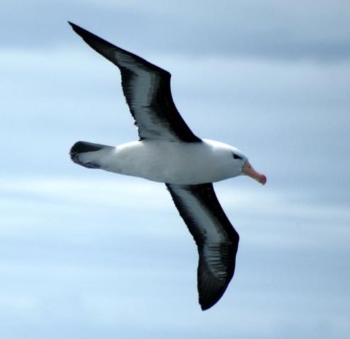 Image:Albatros ceja negra - paso drake - noviembre 2005.jpg