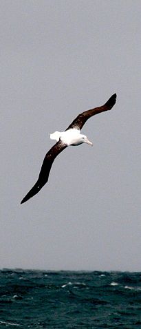 Image:Royal Albatross near Dunedin.jpg