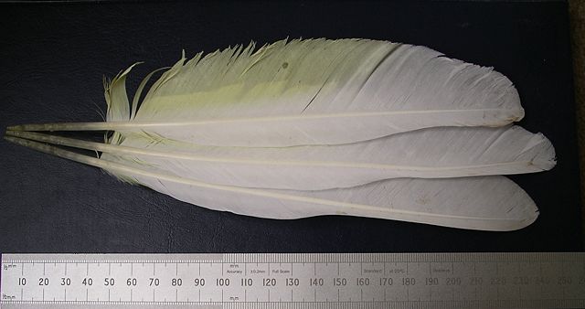 Image:Upper side umbrella cockatoo wing.JPG