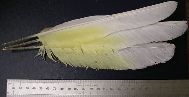 Image:Under side umbrella cockatoo wing.JPG