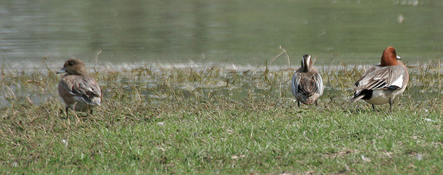 Image:Eurasian Wigeon (Anas penelope)- Male & Female with Gargany at Sultanpur I Picture 1056.jpg