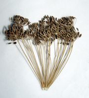 Dried Dill-umbel