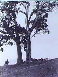 A horse and rider on Mount Osmond, 1930