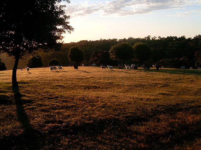 Image:Osmond sheep.jpg