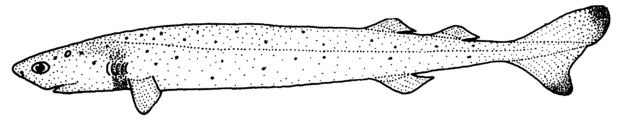 Image:Isistius brasiliensis (Cookiecutter shark).gif