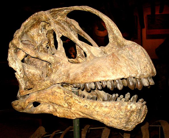 Image:Camarasaurus lentus.jpg