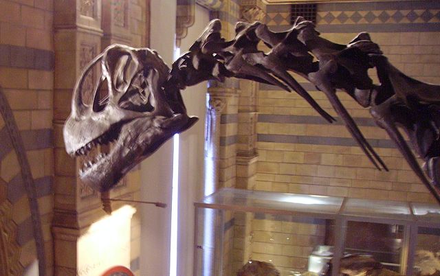 Image:Camarasaurus skull NHM.jpg