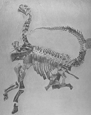 Image:Camarasaurus.jpg