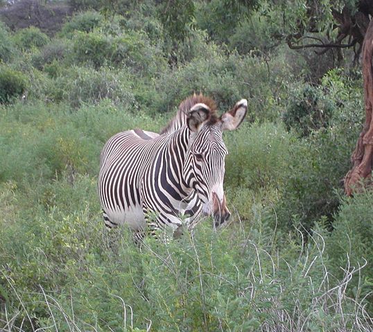 Image:Equus grevyi in Samburu.jpg