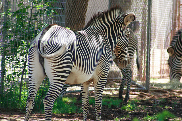 Image:Equus grevyi in zoo2.jpg