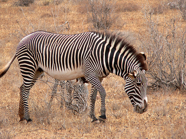 Image:Equus grevyi mare Kenya.jpg