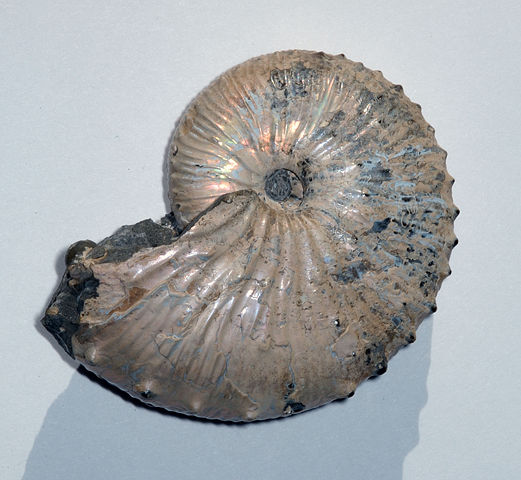 Image:Ammonite Jeletzkytes.jpg