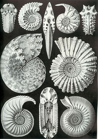 Image:Haeckel Ammonitida.jpg