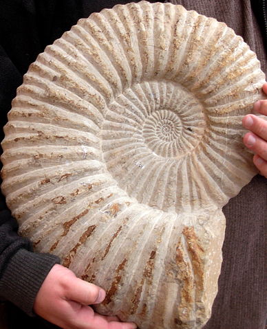 Image:AmmoniteFossil.JPG