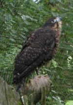 New Zealand Falcon, a relative of the hobbies