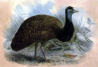 King Island Emu