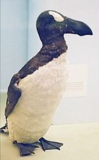 Great Auk (Pinguinus impennis), Natural History Museum, London, England