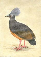 Choiseul Crested Pigeon
