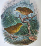 The famous Stephens Island Wren, victim of feral cats