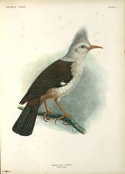 Bourbon Crested Starling