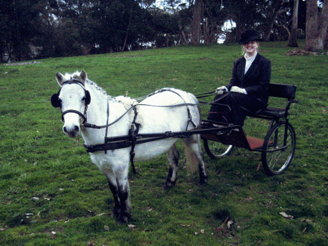 Image:Shetland Pony in Harness and Cart.gif