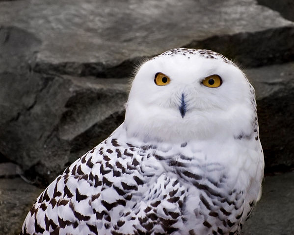 Image:Snowy Owl 1.jpg