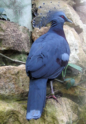 Image:Bristol.zoo.victoria.crowned.pigeon.arp.jpg