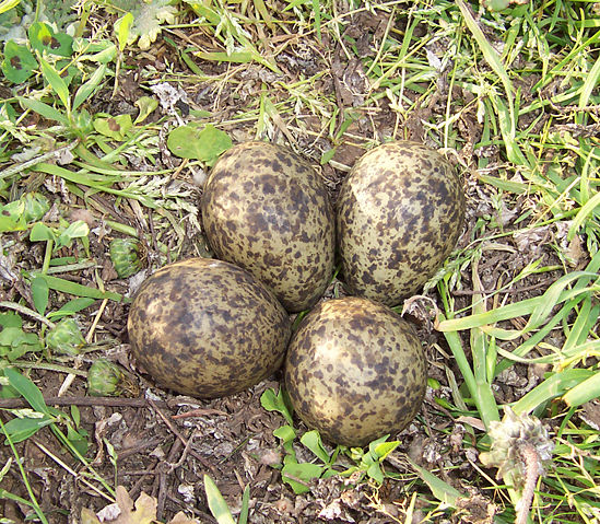 Image:Plover eggs.jpg