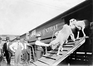 Sheep are unloaded from the upper level of a Wisconsin Central stock car in Chicago, Illinois in 1904.