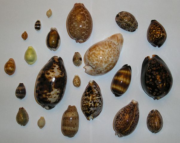 Image:Different cowries.jpg
