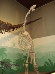 Mounted cast of a Plateosaurus engelhardti skeleton.