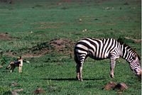 Zebra and jackal in Ngorongoro Crater, Tanzania