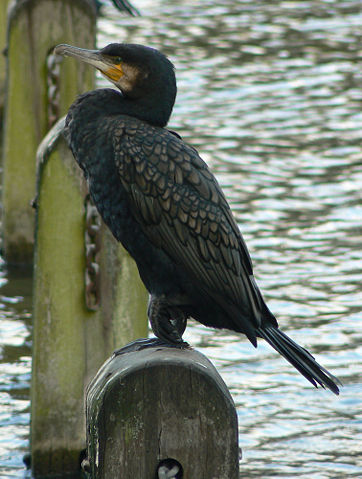 Image:Great Cormorant (Phalacrocorax carbo) -park in London.jpg